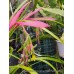 Bromeliad Queens Tears x 1 Plants Friendship Hardy Indoor Outdoor Flowering Garden Patio Hanging Basket Fernery Billbergia nutans